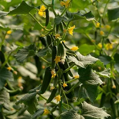 خیار گلخانه ای آلبا